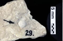 Foto (Detailansicht) von Goniodromites bidentatus (Reuss, 1859) (NHMW-GEO-1990-0041-0029)